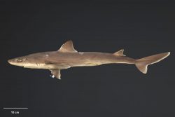  Kermadec Spiny Dogfish 2