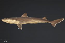  Kermadec Spiny Dogfish 3