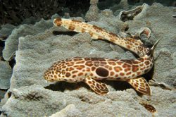 Carpet Shark Photos, Pictures and Images