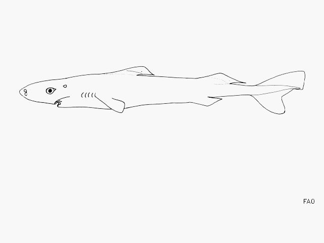 long nose pygmy shark heteroscymnoides marleyi shark database