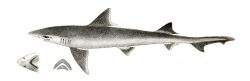  Starspotted Smooth-hound Illustration