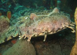 Ornate Wobbegong