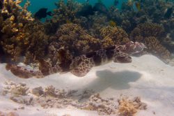 Northern Wobbegong