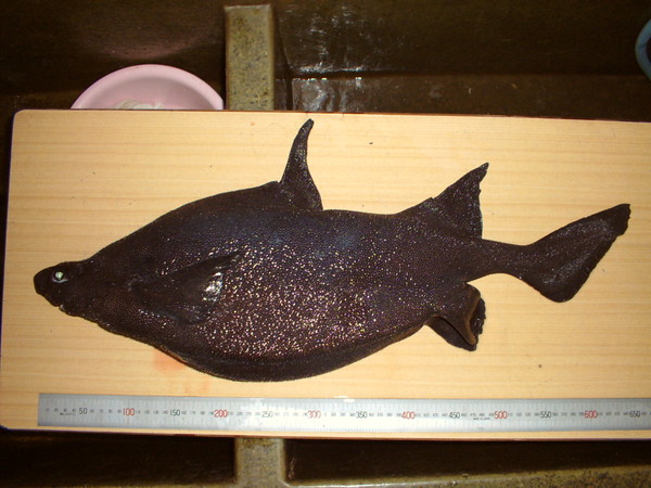 Japanese Roughshark - Sharkwater Extinction