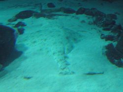  Pacific Angelshark 3