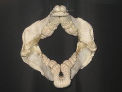  Port Jackson Shark's Jaw