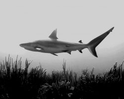  Reefshark3