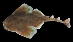  Atlantic Angelshark 2