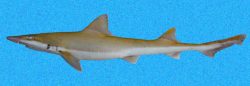  Small Eye Smoothhound 1