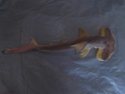  Small-eye Hammerhead Shark