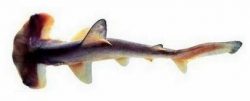  Small-eye Hammerhead Shark 1