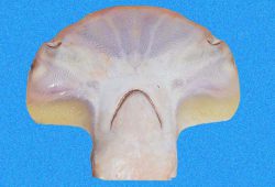  Sphyrna_corona_head