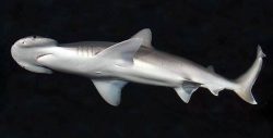  Sphyrna tiburo 2