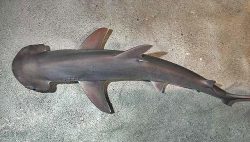 Bonnethead Shark