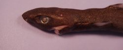  Spined Pygmy shark 2.jpg