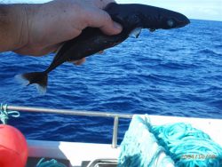  Spined Pygmy shark