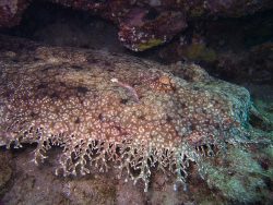  Tasseled wobbegong