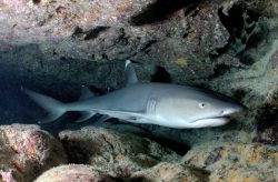  White-tip Reef Shark 1