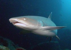  White-tip Reef Shark 2