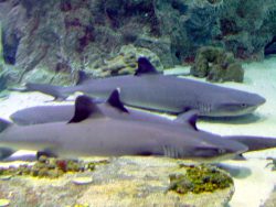  White-tip Reef Shark 3
