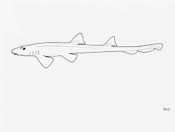 arabian carpetshark 1