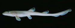  arabian carpetshark 3