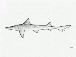 Arabian Smooth-hound