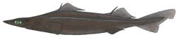 Arrow-head Dogfish