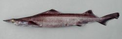  arrowhead dogfish 2