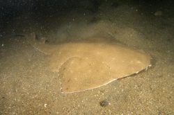 Australian Angelshark