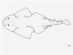  australian angelshark 2