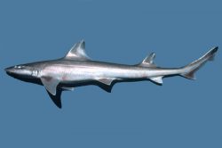 Australian Grey Smooth-hound