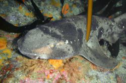 Australian Swellshark