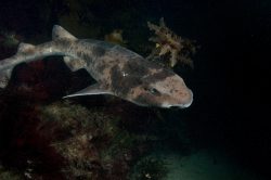  Cephaloscyllium laticeps, Draughtboard Shark
