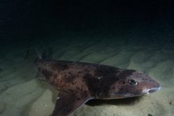  australian swellshark 6