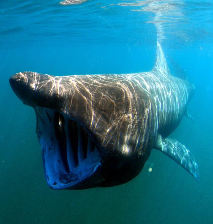 Basking Shark (Cetorhinus maximus)