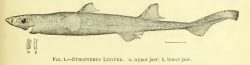 Blackbelly Lanternshark