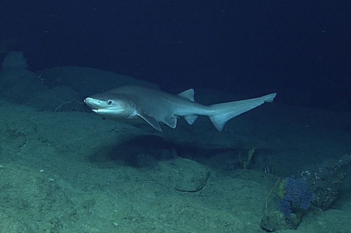 biggest shark in the world caught on video