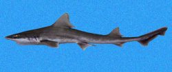  brown smoothhound 1