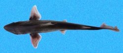  brown smoothhound 2