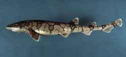  chain catshark 2