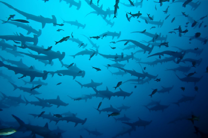 Cocos Island, Costa Rica