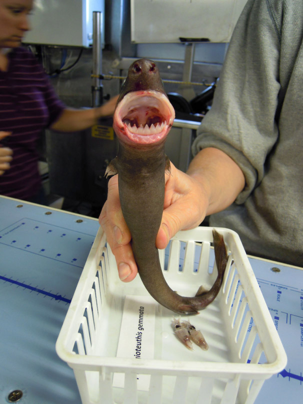 Cookie Cutter Shark (Isistius brasiliensis)