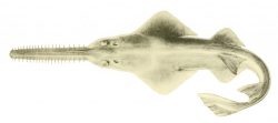  dwarf sawfish 1