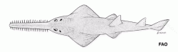  dwarf sawfish 2