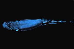 Small-eye Pygmy Shark