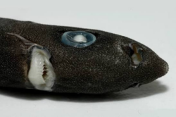  eye1