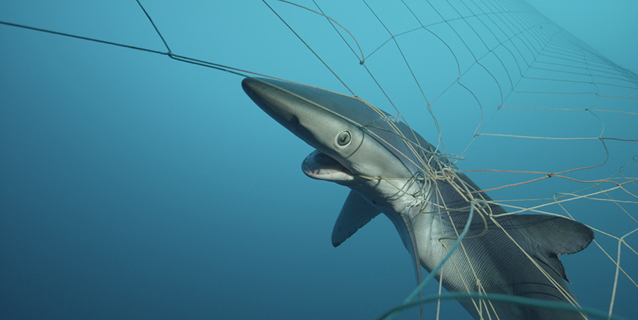 10 Easy Ways to Save Sharks | #SharkFree | Sharkwater Extinction