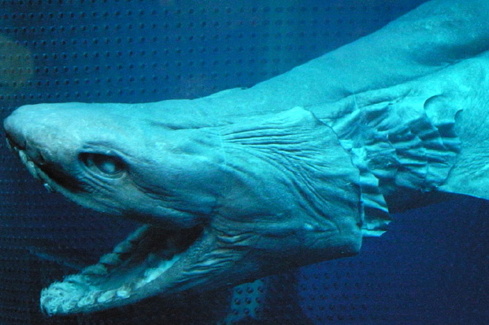 Frilled Shark (Chlamydoselachus anguineus)