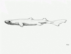 Fringefin Lanternshark